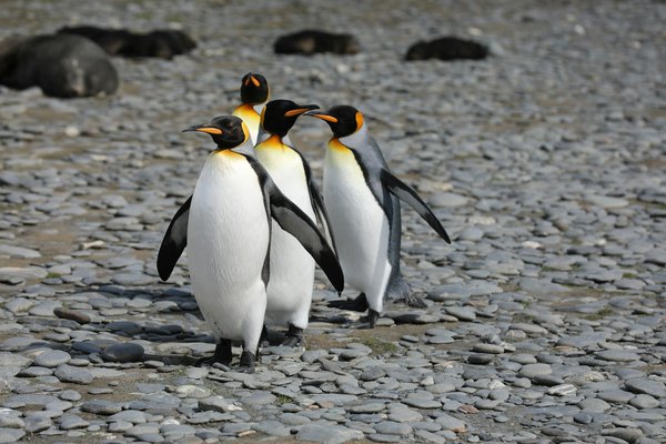 Où observer les pingouins en Antarctique ?
